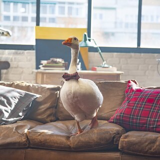 Foto 7 | Foto 7 | Perfume El Ganso After Game Edt 125ml Para Hombre - Venta Internacional.