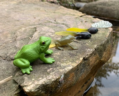 Foto 6 | Foto 6 | Figuras Gemini & Genius Life Cycle Of Frog Para Niños Mayores De 3 Años - Venta Internacional.