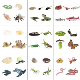 Foto 2 | Foto 2 | Simulación De Figuras De Acción Modelo Del Ciclo De Crecimiento Animal - Venta Internacional.