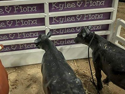 Foto 6 | Foto 7 | Vaca Angus De Little Buster Toys, Vaca Angus Negra Realista, - Venta Internacional.