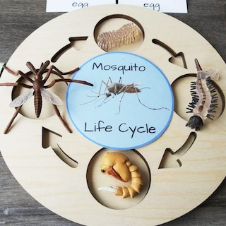 Foto 6 | Foto 6 | Figura Géminis Y Genius: Ciclo De Vida De Un Mosquito Y Una Libélula - Venta Internacional.