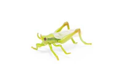 Foto 2 | Foto 2 | Figura Papo Wild Animal Kingdom Grasshopper 50268- Venta Internacional