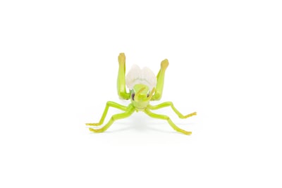 Foto 3 | Foto 3 | Figura Papo Wild Animal Kingdom Grasshopper 50268- Venta Internacional