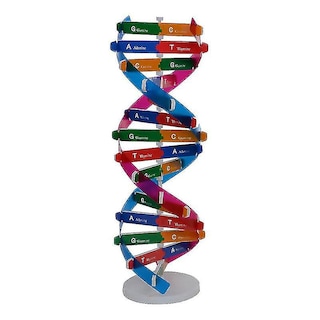 Foto 1 | Foto 1 | Venta Internacional - Experimento De Ciencia Biológica Con Modelo De Doble Hélice De Adn Hecho Por Usted Mismo