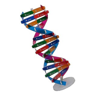 Foto 2 | Foto 2 | Venta Internacional - Experimento De Ciencia Biológica Con Modelo De Doble Hélice De Adn Hecho Por Usted Mismo
