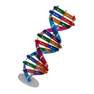 Foto 3 | Foto 3 | Venta Internacional - Experimento De Ciencia Biológica Con Modelo De Doble Hélice De Adn Hecho Por Usted Mismo