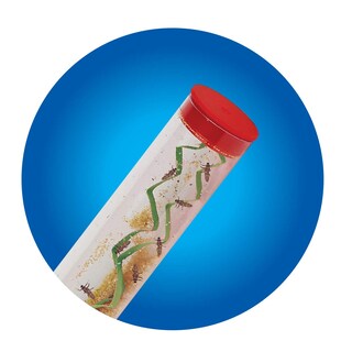 Foto 4 | Foto 4 | Kit De Cultivo De Mariquitas Insect Lore Ladybug Land Con 10 A 15 Larvas - Venta Internacional.