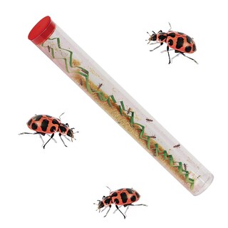 Foto 5 | Foto 5 | Kit De Cultivo De Mariquitas Insect Lore Ladybug Land Con 10 A 15 Larvas - Venta Internacional.