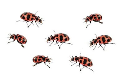 Foto 6 | Foto 6 | Kit De Cultivo De Mariquitas Insect Lore Ladybug Land Con 10 A 15 Larvas - Venta Internacional.