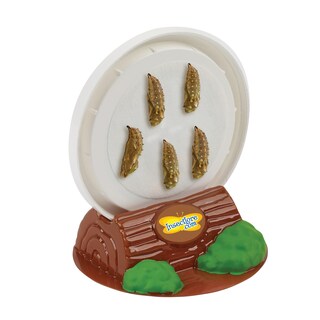 Foto 5 | Foto 5 | Kit De Mariposas Butterfly Farm Insect Lore Con Orugas Vivas - Venta Internacional.