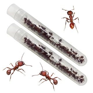 Foto 4 | Foto 4 | Hábitat Para Hormigas Ant Hill Insect Lore Con Cupón Para Hormigas Occidentales - Venta Internacional.