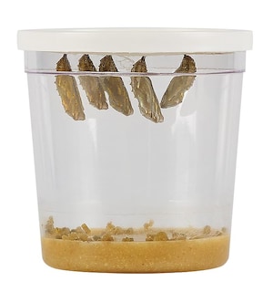 Foto 2 | Foto 2 | Copa De Orugas Deluxe Insect Lore Con 5 Crías De Orugas Vivas - Venta Internacional.