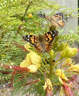 Foto 3 | Foto 3 | Copa De Orugas Deluxe Insect Lore Con 5 Crías De Orugas Vivas - Venta Internacional.