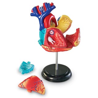 Foto 2 | Foto 2 | Recursos De Aprendizaje De Modelos De Anatomía Corazón Humano Para Niños Mayores De 8 Años - Venta Internacional.