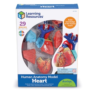 Foto 3 | Foto 3 | Recursos De Aprendizaje De Modelos De Anatomía Corazón Humano Para Niños Mayores De 8 Años - Venta Internacional.