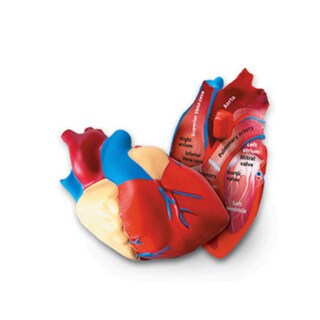 Foto 1 | Foto 1 | Modelo De Recursos De Aprendizaje Transversales Sobre El Corazón Humano - Venta Internacional.