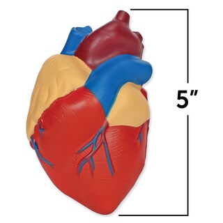 Foto 2 | Foto 2 | Modelo De Recursos De Aprendizaje Transversales Sobre El Corazón Humano - Venta Internacional.
