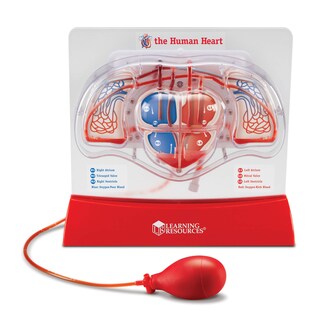 Foto 1 | Foto 1 | Kit Científico Educativo, Recursos De Aprendizaje, Modelo De Corazón Bombeado - Venta Internacional.