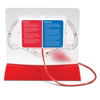 Foto 3 | Foto 3 | Kit Científico Educativo, Recursos De Aprendizaje, Modelo De Corazón Bombeado - Venta Internacional.