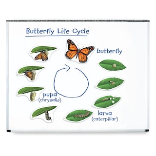 Foto 1 | Foto 1 | El Ciclo De Vida De La Mariposa Magnética Ayuda A La Enseñanza Y Recursos De Aprendizaje - Venta Internacional.
