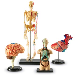 Foto 1 | Foto 1 | Paquete De Modelos De Anatomía Y Recursos De Aprendizaje Con Teacher Acc - Venta Internacional.