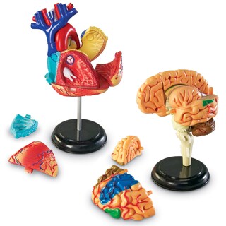 Foto 2 | Foto 2 | Paquete De Modelos De Anatomía Y Recursos De Aprendizaje Con Teacher Acc - Venta Internacional.