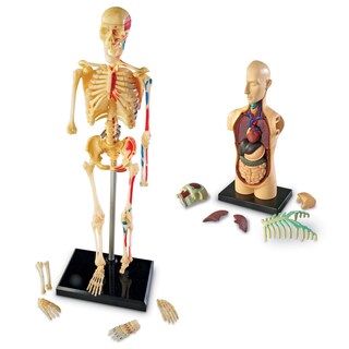 Foto 3 | Foto 3 | Paquete De Modelos De Anatomía Y Recursos De Aprendizaje Con Teacher Acc - Venta Internacional.