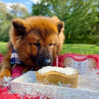 Foto 3 | Foto 3 | Kit de Tartas de Cumpleaños para Perros - Venta Internacional