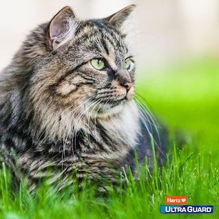 Foto 5 | Foto 5 | Spray Para Pulgas Y Garrapatas Hartz Ultraguard Plus Para Gatos, 240 Ml - Venta Internacional.