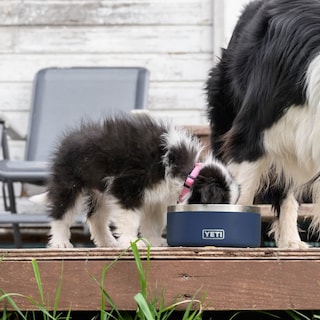 Foto 6 | Foto 6 | Plato para Mascota Yeti de Acero Inoxidable-Venta Internacional