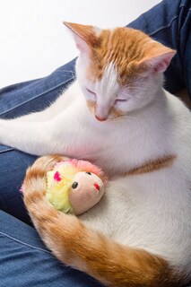 Foto 3 | Foto 3 | Ratón Vibrador Para Gatos Hartz, Solo Para Gatos Corriendo, Roedores - Venta Internacional.