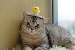 Juguete Interactivo Para Gatos Huoguo Animal Sound Squeaking Cat - Venta Internacional.