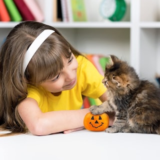 Foto 5 | Foto 5 | Calabaza Para El Día De Acción De Gracias De Cat Toy Frienda Con Hierba Gatera, 2 Unidades - Venta Internacional.