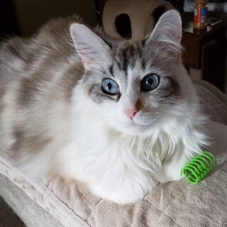 Foto 5 | Foto 5 | Muelles Coloridos De Plástico Cat Spring Toys Ismarten (10 Unidades) - Venta Internacional.