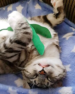 Foto 6 | Foto 6 | Juguete De Hierba Gatera Ciyvolyeen Green Bean Para Gatos Y Gatitos - Venta Internacional.