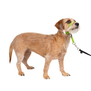 Foto 1 | Foto 1 | Collar Para Perro Petsafe Gentle Leader No-pull Small Green - Venta Internacional.