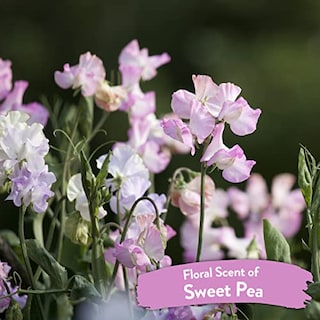 Foto 4 | Foto 4 | Spray Eliminador De Enredos Tropiclean Sweet Pea De 3,78 Litros Para Mascotas - Venta Internacional.