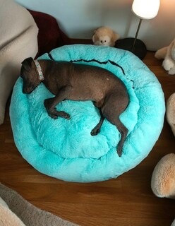 Foto 7 | Foto 7 | Cama para Mascotas Lunics color Verde Jumbo Confortable Antiestrés
