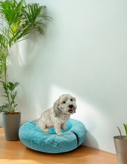 Foto 8 | Foto 8 | Cama para Mascotas Lunics color Verde Mediana Confortable Antiestrés