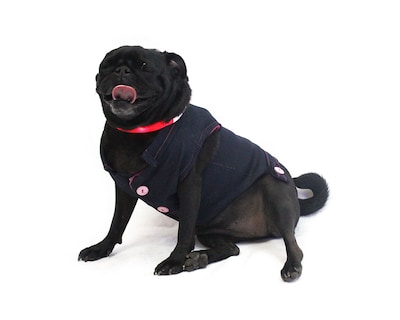 Foto 2 | Foto 2 | Chaleco para Hembra con Forro de Tela Polar Bajío Pets Talla 4 color Azul