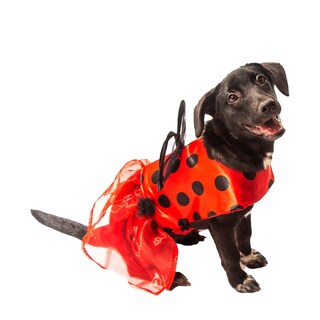 Foto 1 | Foto 1 | Disfraz de Catarina Pet Pals Rojo para Mascota