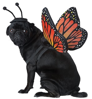 Foto 1 | Foto 1 | Disfraz De Perro California Disfraces De Mariposa Monarca Xs - Venta Internacional.