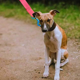 Foto 3 | Foto 3 | Correa para Perro Retro Grande Poliéster Pvc Boche Plástico color Rosa