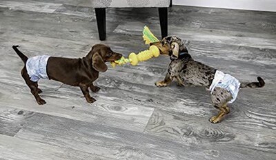 Foto 3 | Foto 3 | Pañales Desechables Para Perros Hartz Flashdry Gel Ss, 38 Unidades - Venta Internacional.