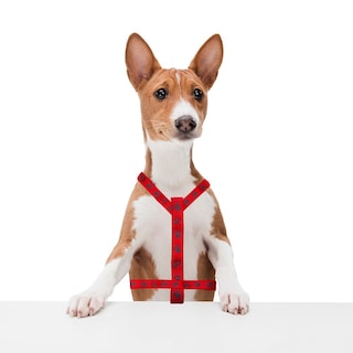 Foto 3 | Foto 3 | Arnés para Mascotas color Rojo Estampado con Huellitas Talla Mediana Ergonómico Altamente Resistente