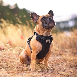 Foto 7 | Foto 7 | Arnés Para Perros Outward Hound Boulder Adventure, Negro, Grande - Venta Internacional.