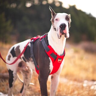 Foto 7 | Foto 7 | Arnés Para Perros Outward Hound Boulder Adventure Rojo, Tamaño Grande - Venta Internacional.