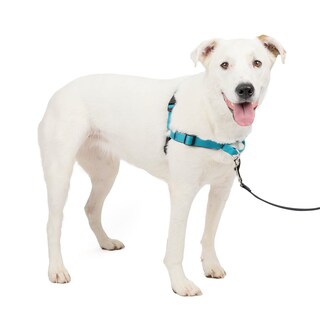 Foto 1 | Foto 1 | Arnés Para Perros Petsafe Easy Walk Deluxe No Pull Ocean Blue - Venta Internacional.