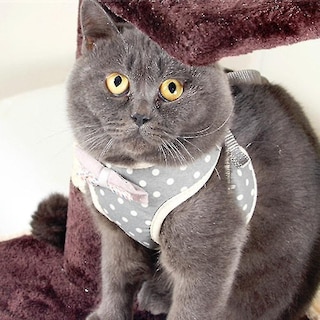 Foto 1 | Foto 1 | Arnés Torácico Con Cuerda De Tracción Para Mascotas, Tipo Chaleco Antirotura - Venta Internacional.