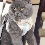 Chaleco Antirotura Con Arnés Torácico Con Cuerda De Tracción Para Mascotas Para Sma - Venta Internacional.